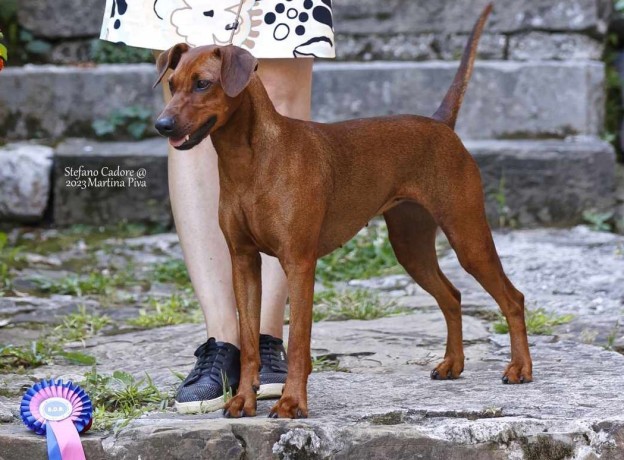 pinscher-tedesco-german-pinscher-pedigree-enci-big-3