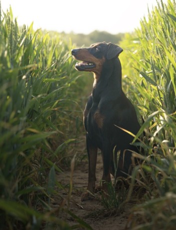 pinscher-tedesco-german-pinscher-pedigree-enci-big-5