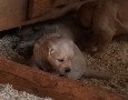 cuccioli-golden-retriever-small-0