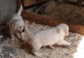 cuccioli-golden-retriever-small-4