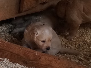 Cuccioli Golden retriever