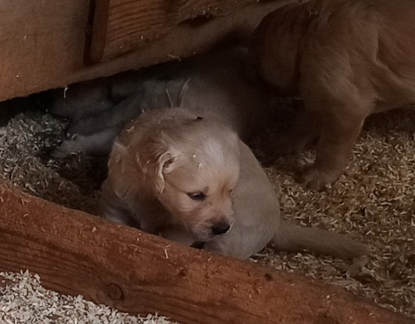 cuccioli-golden-retriever-big-2