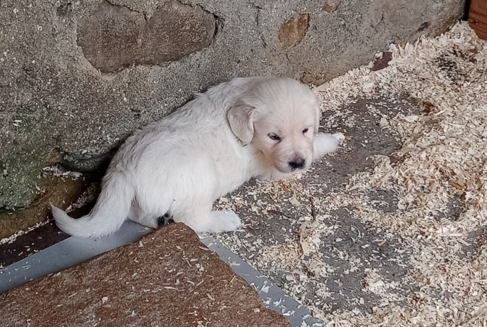 cuccioli-golden-retriever-big-3