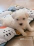 cuccioli-di-maltese-small-2