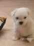 cuccioli-di-maltese-small-3