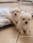 cuccioli-di-maltese-small-1