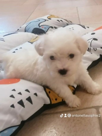 cuccioli-di-maltese-big-2