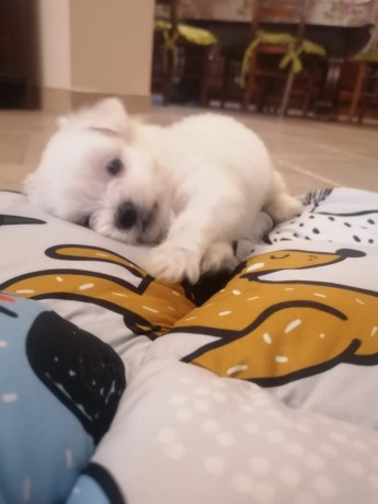 cuccioli-di-maltese-big-4