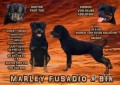 rottweiler-femmina-di-alta-genealogia-small-0