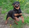 rottweiler-femmina-di-alta-genealogia-small-1