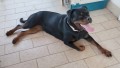 rottweiler-femmina-di-alta-genealogia-small-4