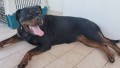 rottweiler-femmina-di-alta-genealogia-small-2