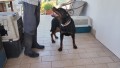 rottweiler-femmina-di-alta-genealogia-small-5