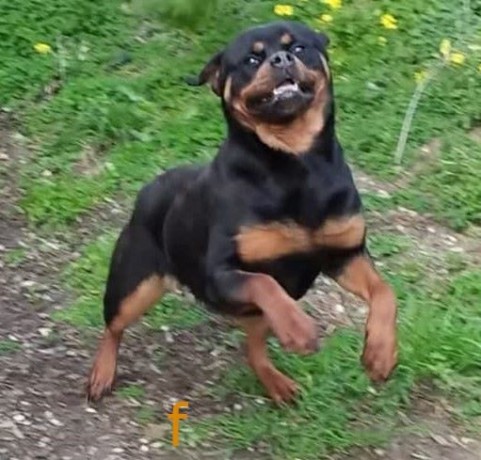 rottweiler-femmina-di-alta-genealogia-big-1