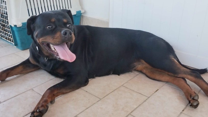 rottweiler-femmina-di-alta-genealogia-big-2