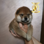 shiba-inu-small-0