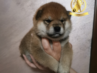 Shiba inu