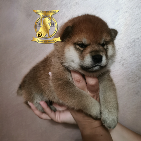 shiba-inu-big-1