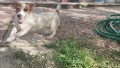 cucciola-di-jack-russell-di-6-mesi-small-2