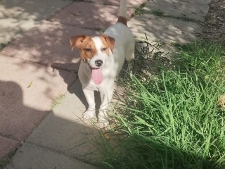 Cucciola di Jack russell di 6 mesi.