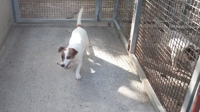 cucciola-di-jack-russell-di-6-mesi-big-3