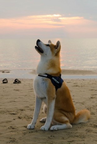 cuccioli-akita-inu-con-pedigree-enci-big-5