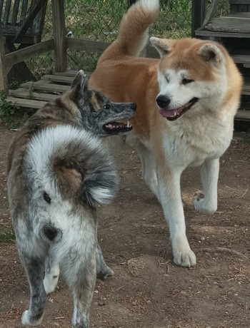 cuccioli-akita-inu-con-pedigree-enci-big-3