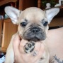 bulldog-francese-small-1