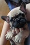 bulldog-francese-small-4