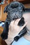 bulldog-francese-small-0