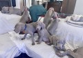 cuccioli-weimaraner-alta-genealogia-small-0