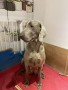 cuccioli-weimaraner-alta-genealogia-small-5