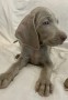 cuccioli-weimaraner-alta-genealogia-small-4