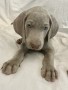 cuccioli-weimaraner-alta-genealogia-small-3