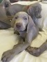 cuccioli-weimaraner-alta-genealogia-small-2