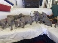 cuccioli-weimaraner-alta-genealogia-small-1