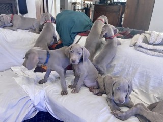 Cuccioli Weimaraner Alta genealogia