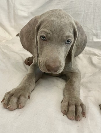 cuccioli-weimaraner-alta-genealogia-big-3