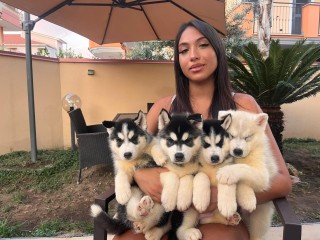 Cuccioli Siberian Husky con pedigree Enci