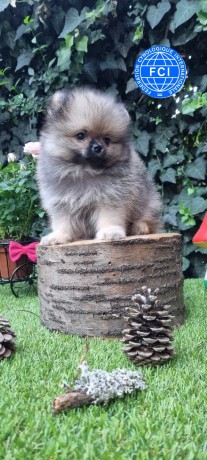 pomerania-big-3