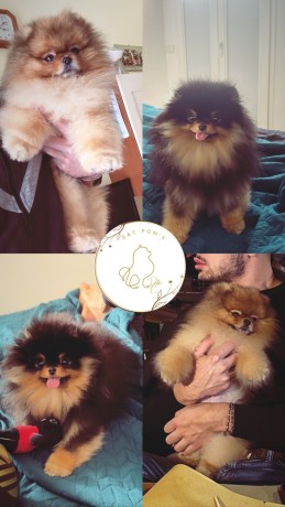 pomerania-big-0