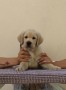 cuccioli-labrador-retriever-small-5