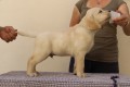 cuccioli-labrador-retriever-small-6