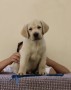 cuccioli-labrador-retriever-small-3