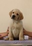 cuccioli-labrador-retriever-small-1