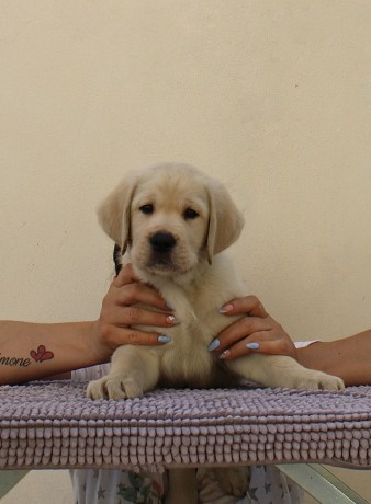 cuccioli-labrador-retriever-big-5