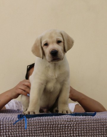 cuccioli-labrador-retriever-big-3