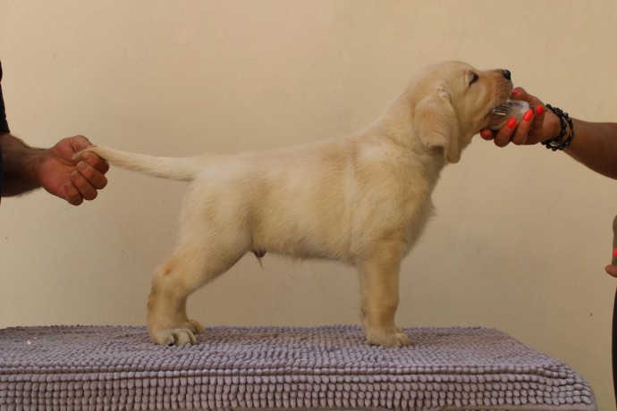 cuccioli-labrador-retriever-big-4