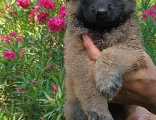 Cuccioli di Pastore Belga Groenendael e Tervueren