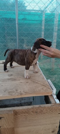 amstaff-big-3